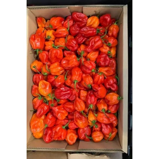 Rodo Scotch Bonnet Ata Rodo/Hot Pepper - BOX