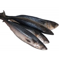 Best Mackerel 20kg...