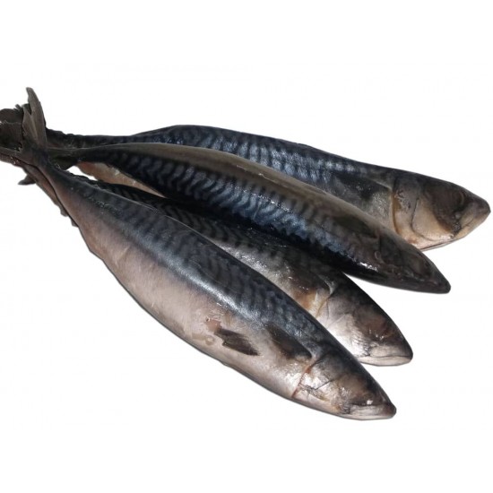 Best Mackerel 10kg (Half Box)...
