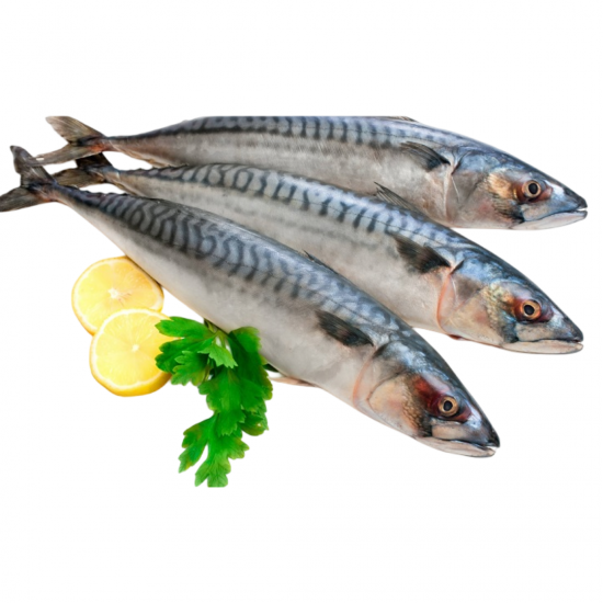 Special Titus Fish / Mackerel ...
