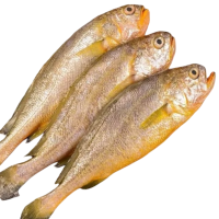 Yellow Crocker Fish 1kg ...