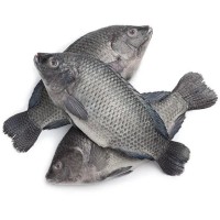 Tilapia Box...