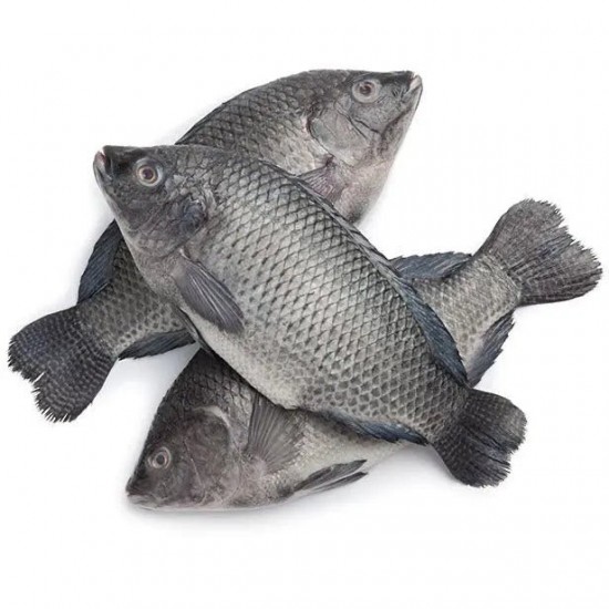 Tilapia Box
