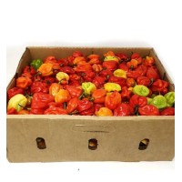 Rodo Scotch Bonnet Ata/Hot Pep...